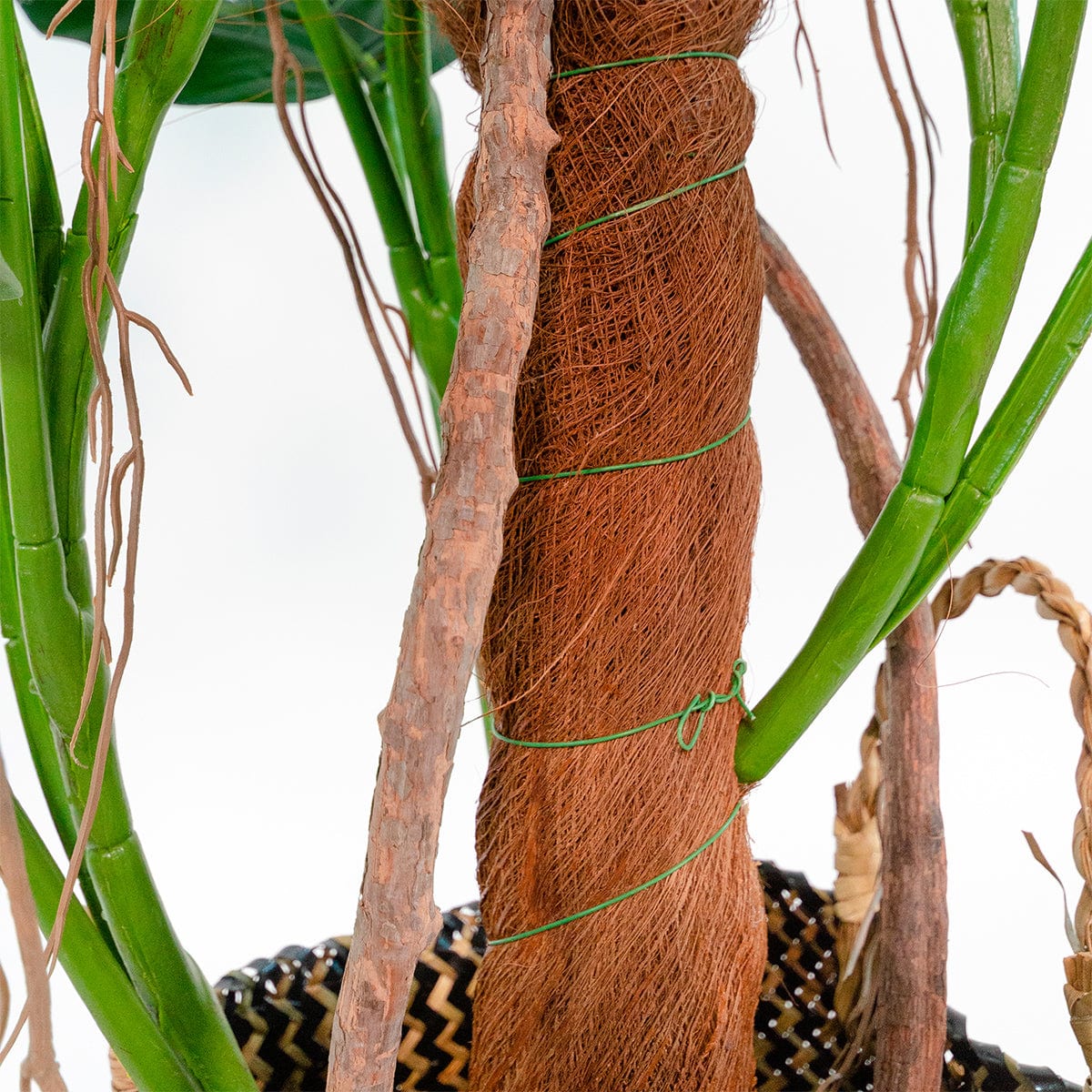 Monstera Tutor Exclusive