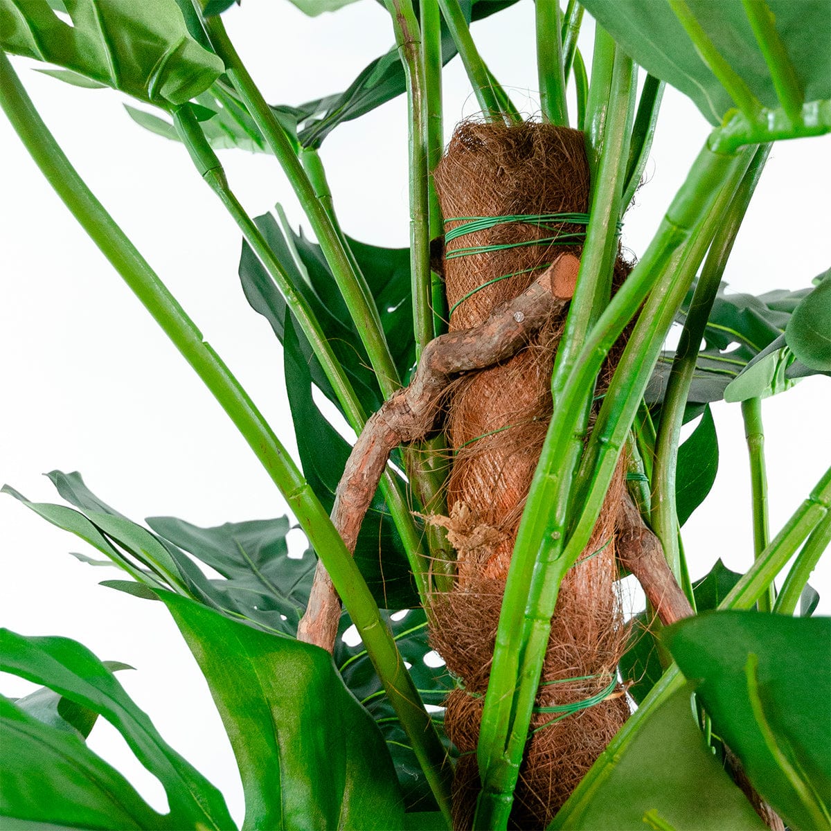 Monstera Tutor Exclusive