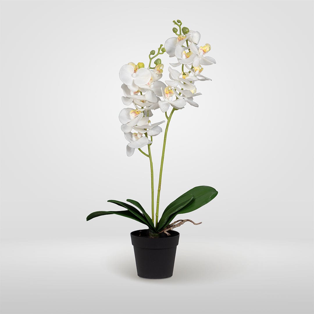 Orquídea Duo Blanca