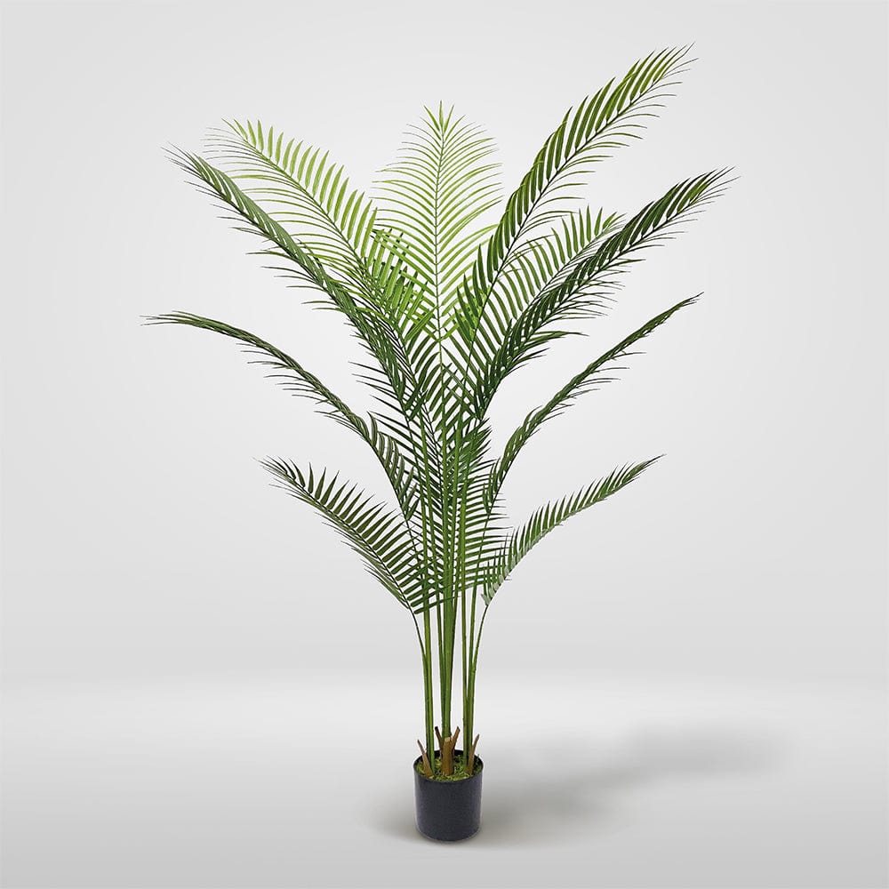 Palmera Amazonica