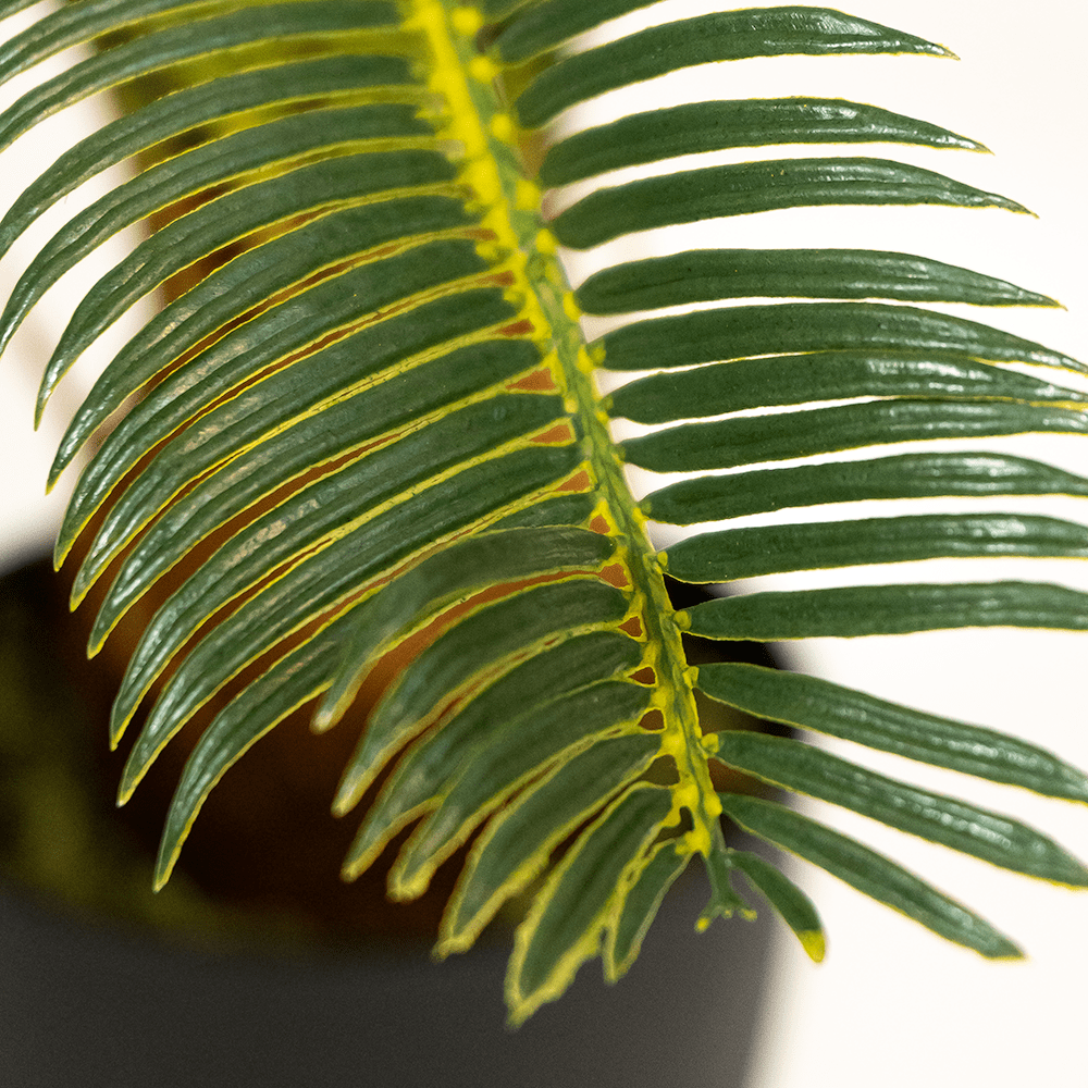 Palmera Cyca