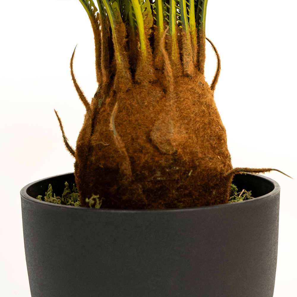 Palmera Cyca