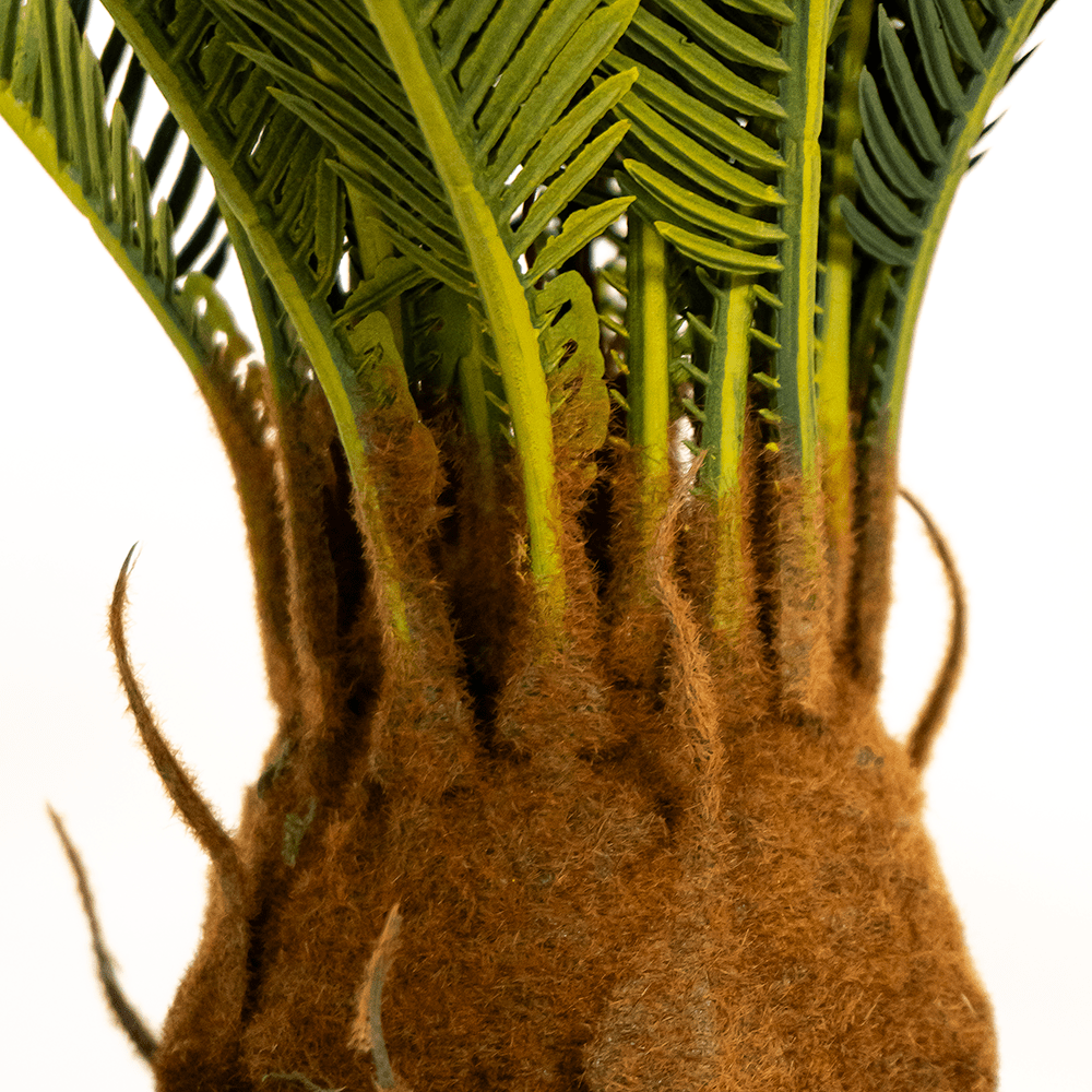 Palmera Cyca