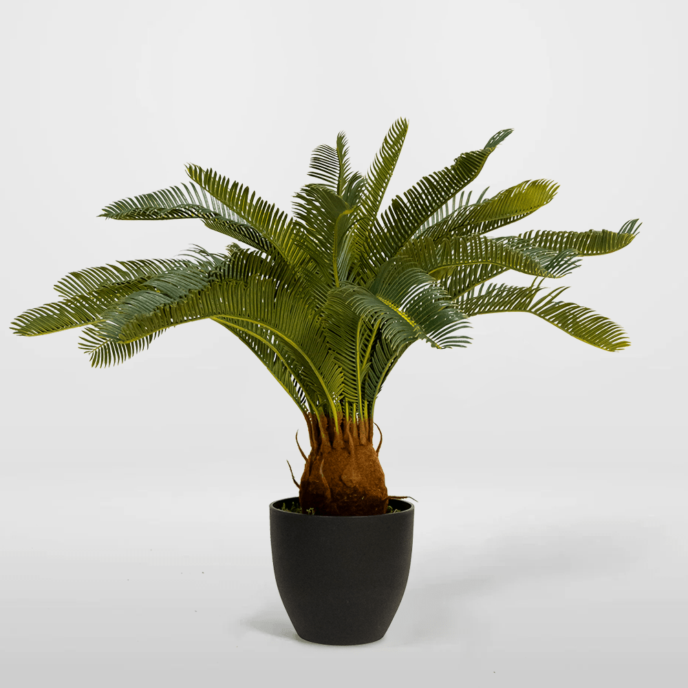 Palmera Cyca