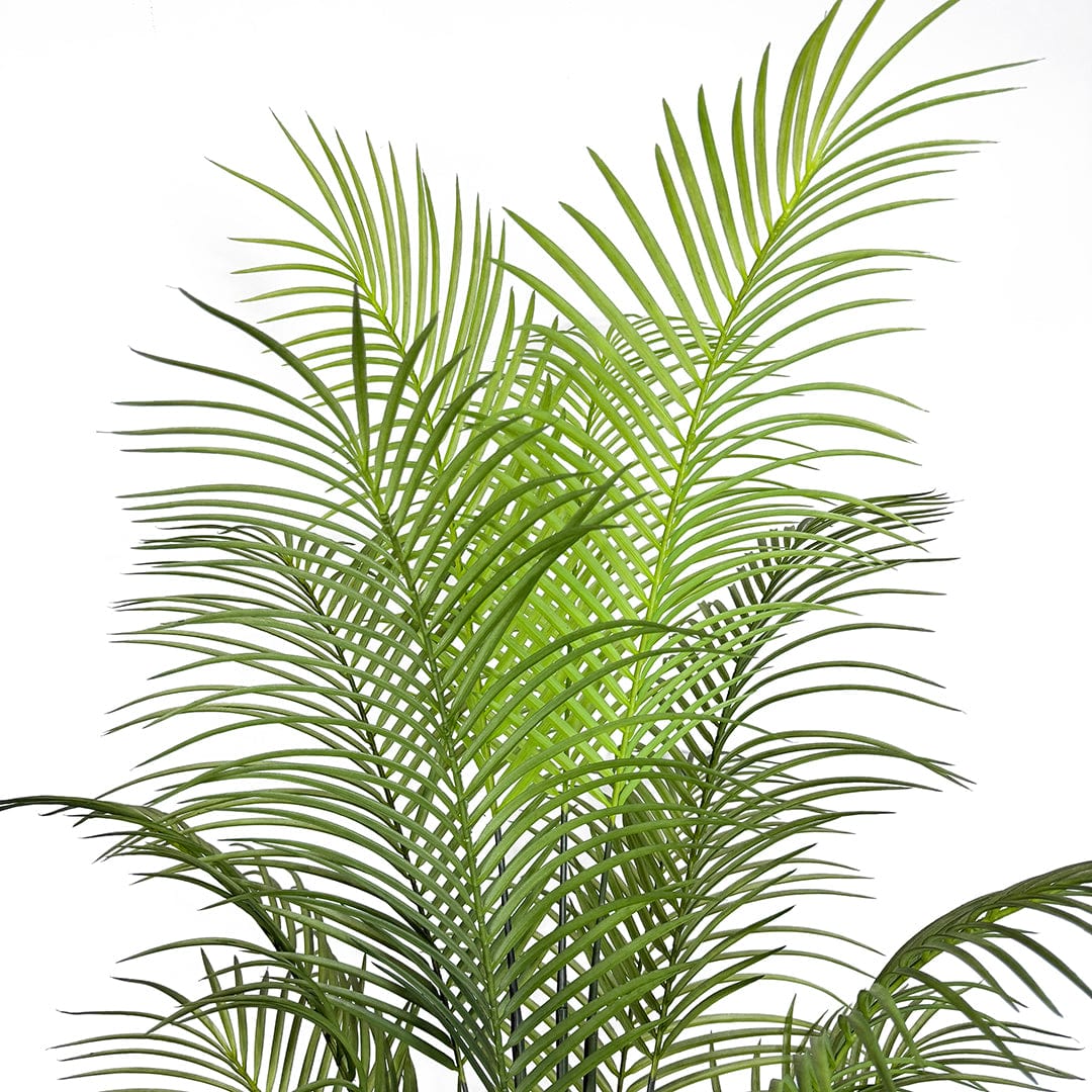 Palmera Mariposa