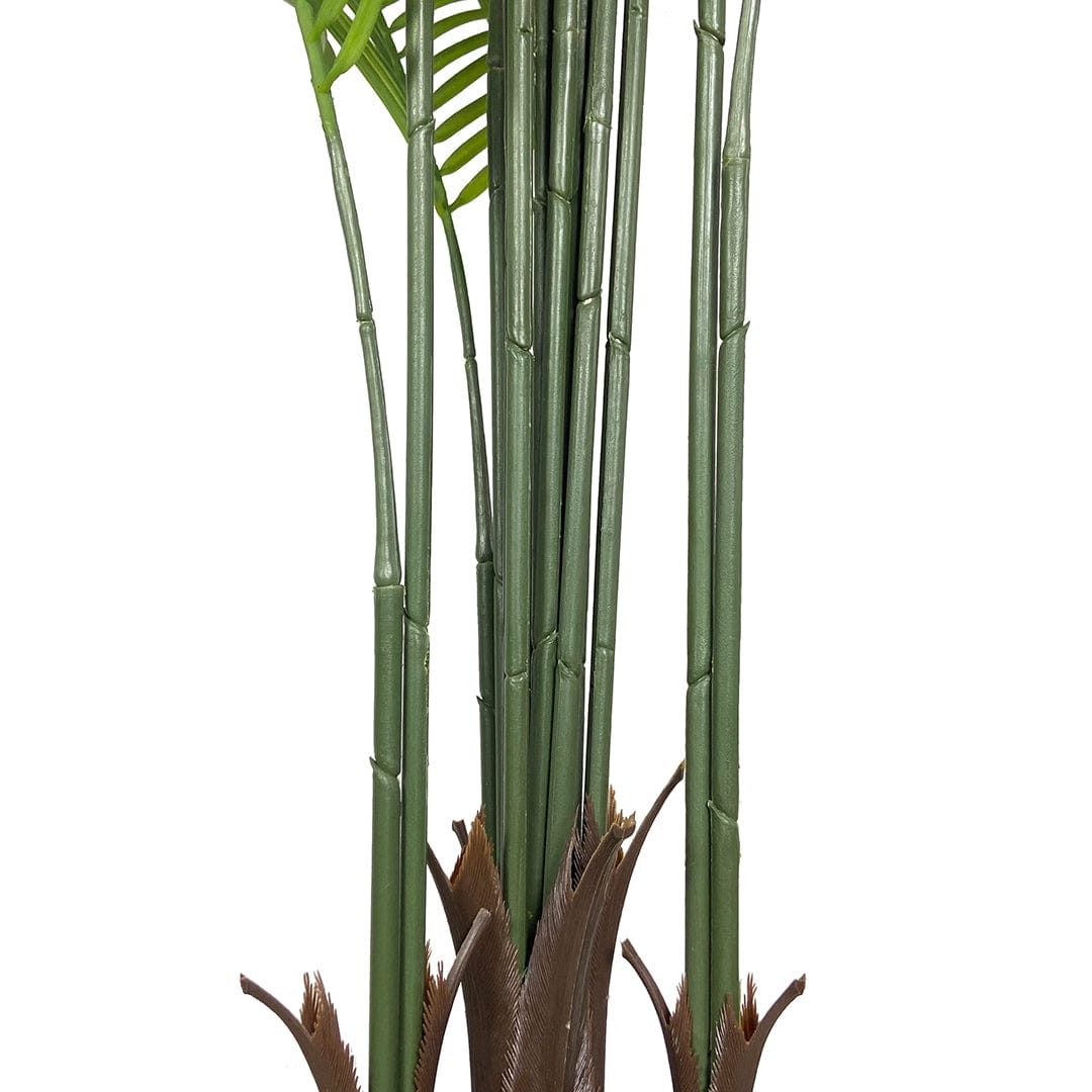 Palmera Mariposa