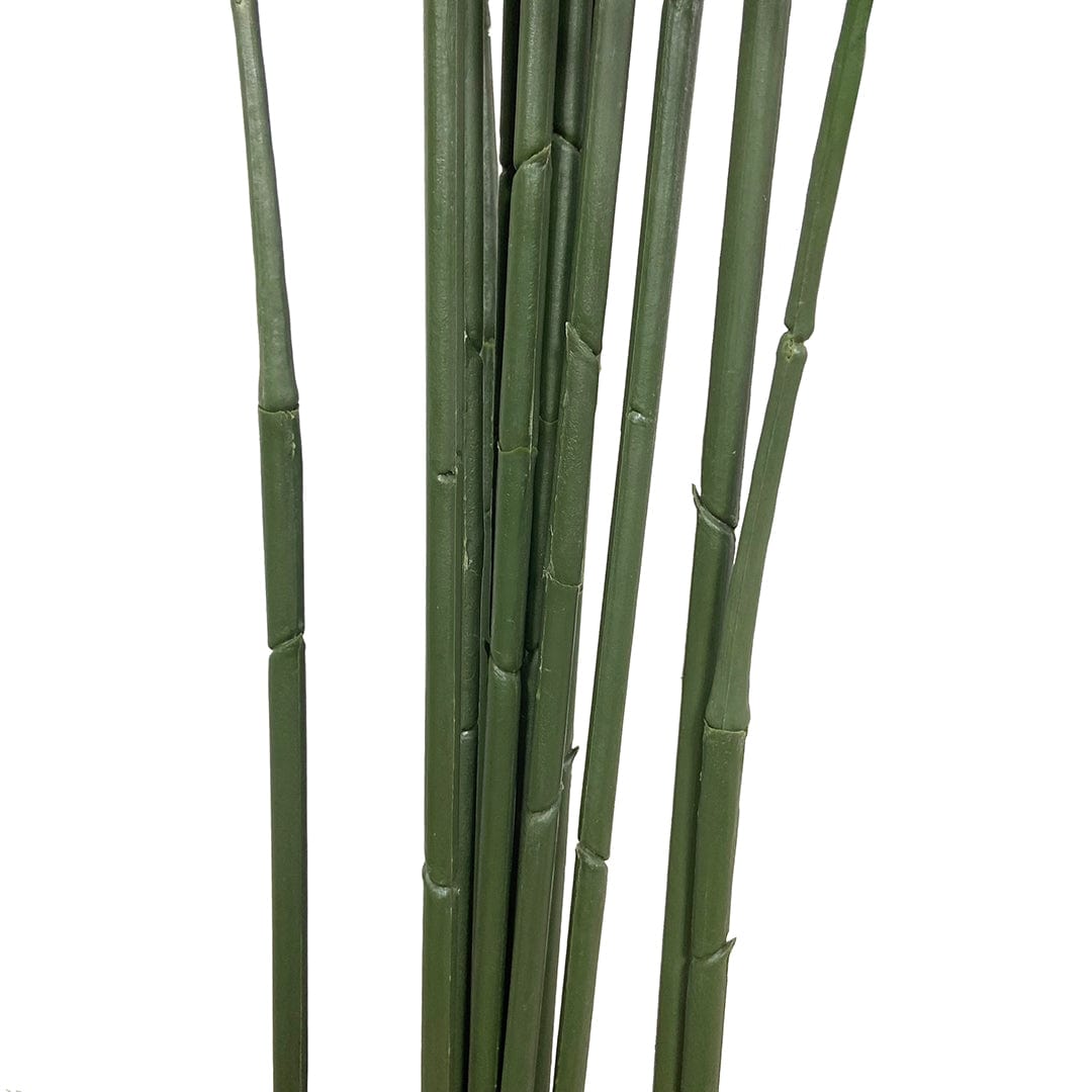 Palmera Mariposa