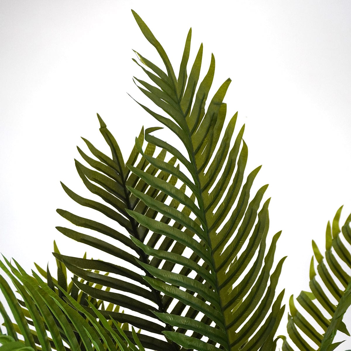 Palmera Tropical