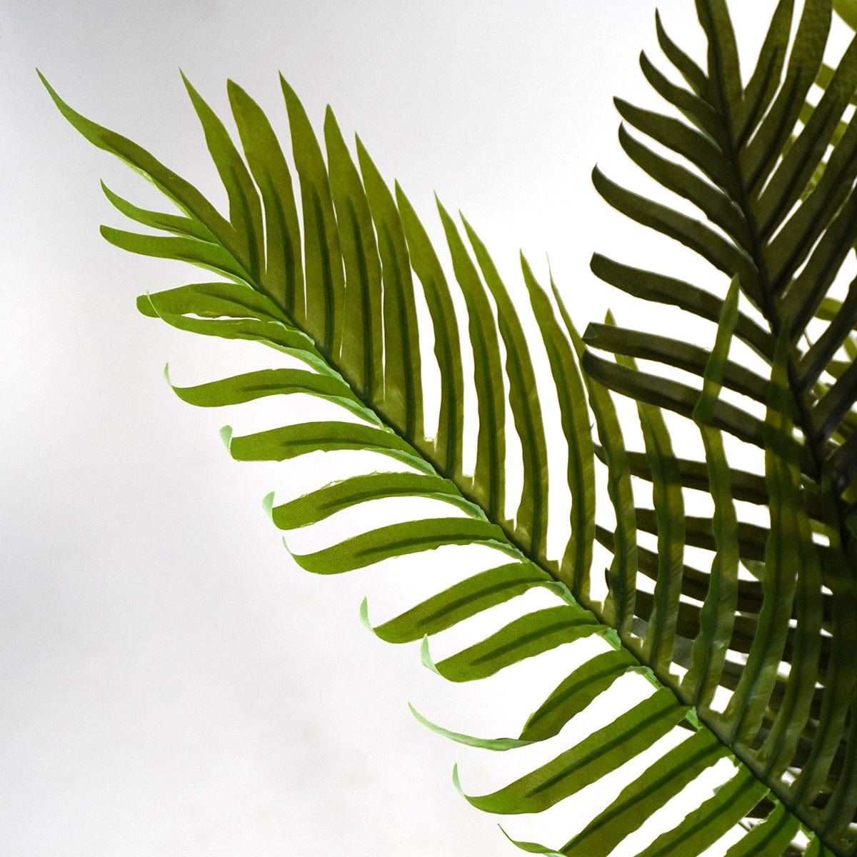 Palmera Tropical