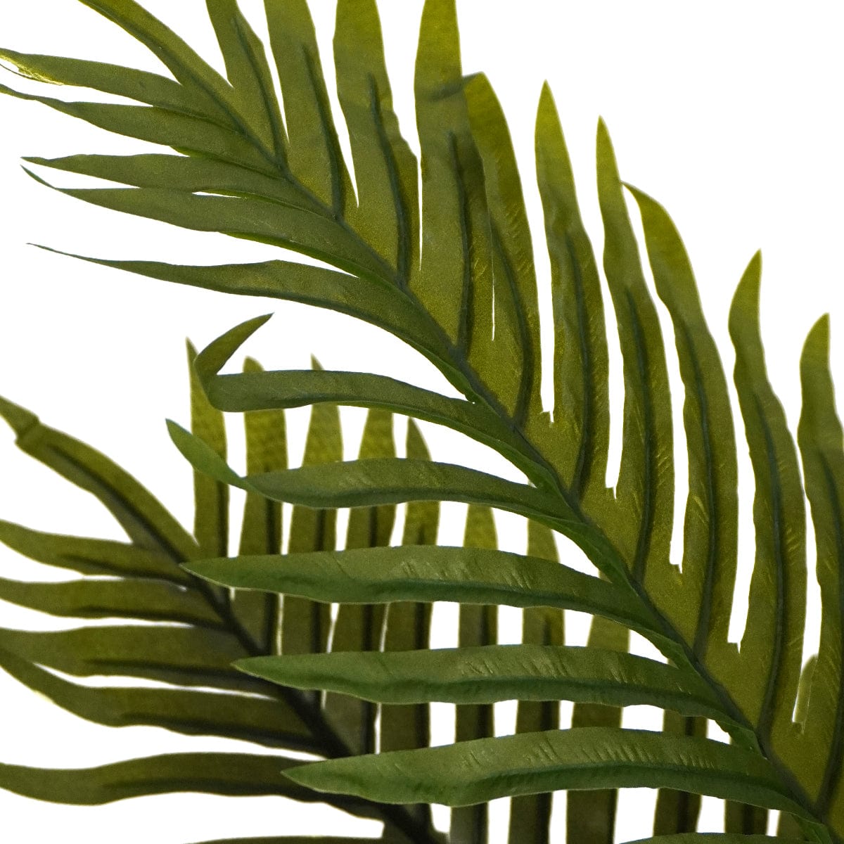 Palmera Tropical