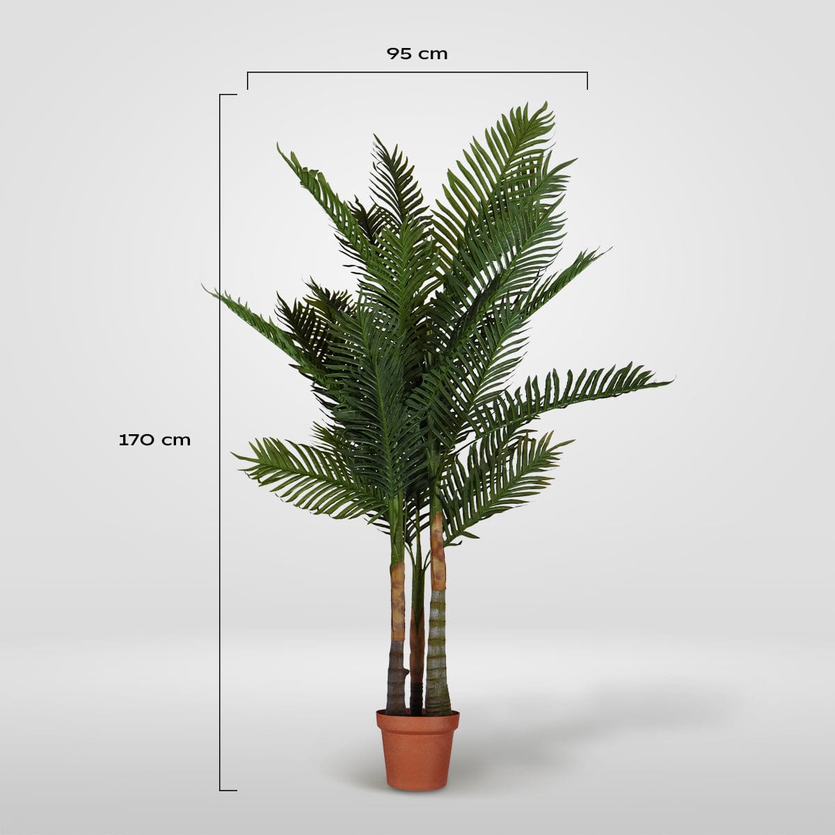 Palmera Tropical