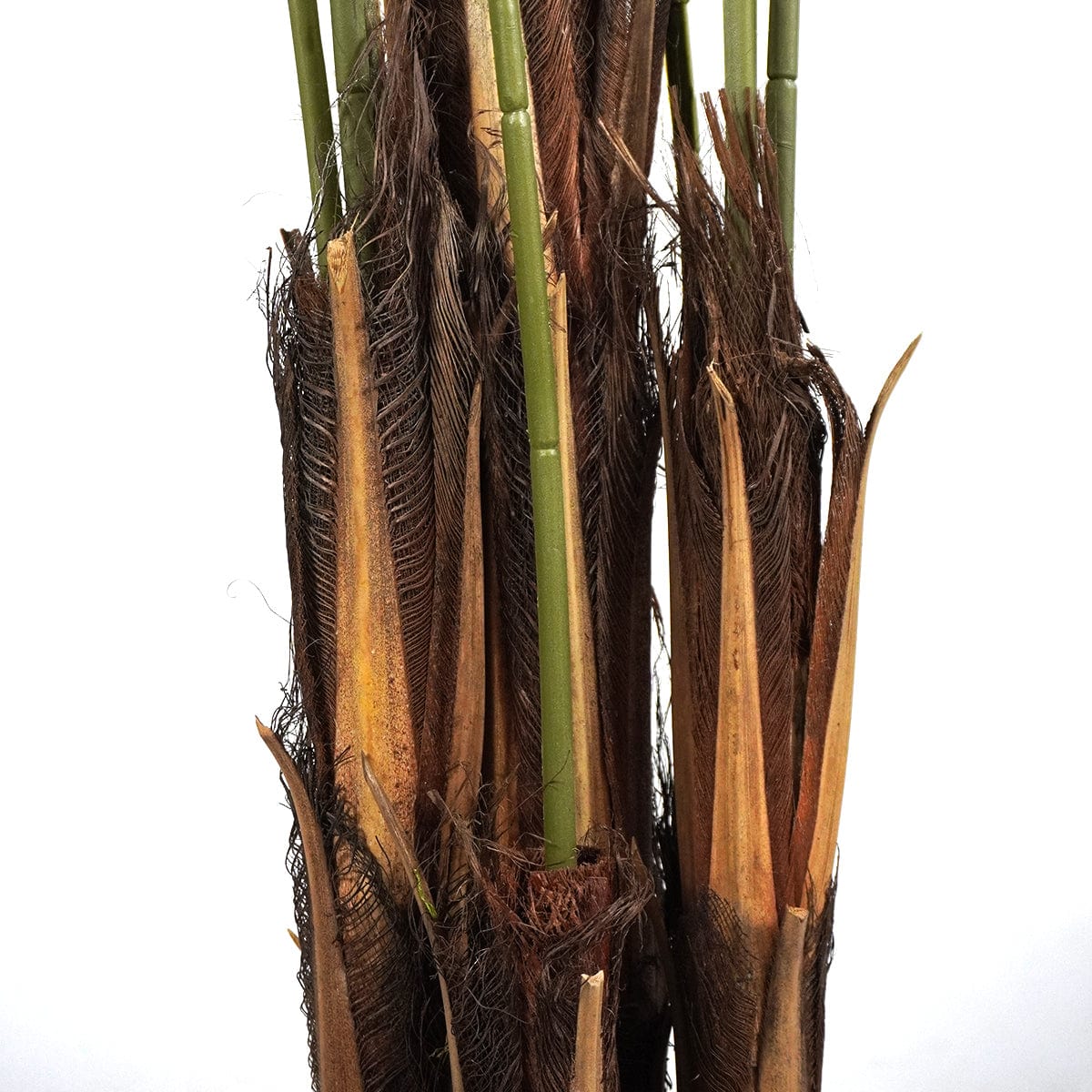 Palmera Tropical XL