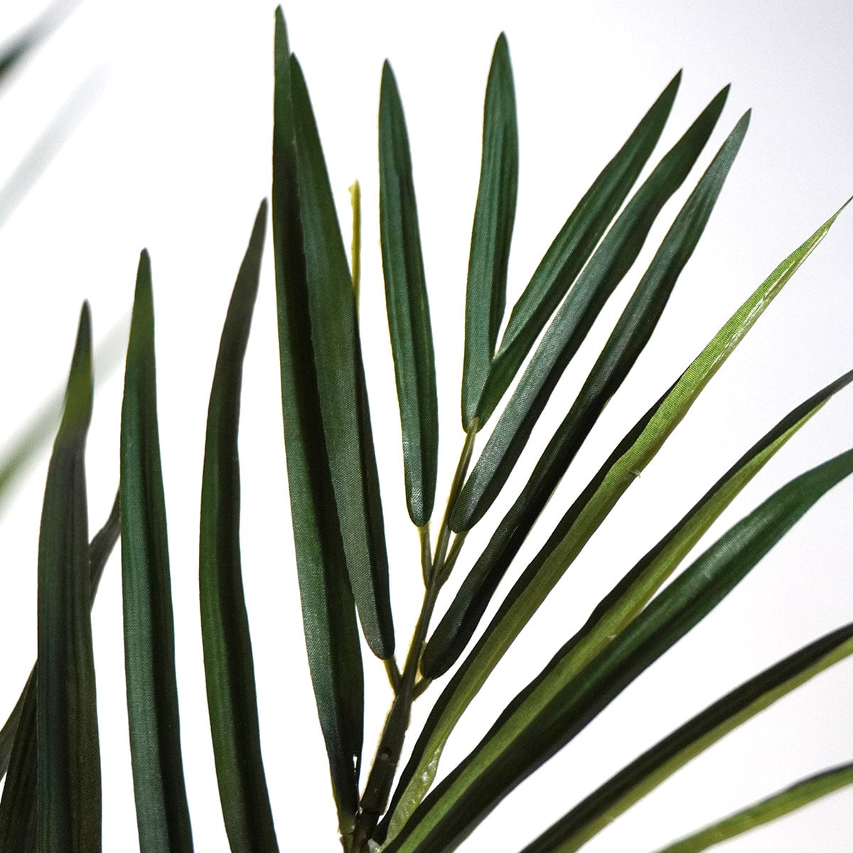 Palmera Tropical XL