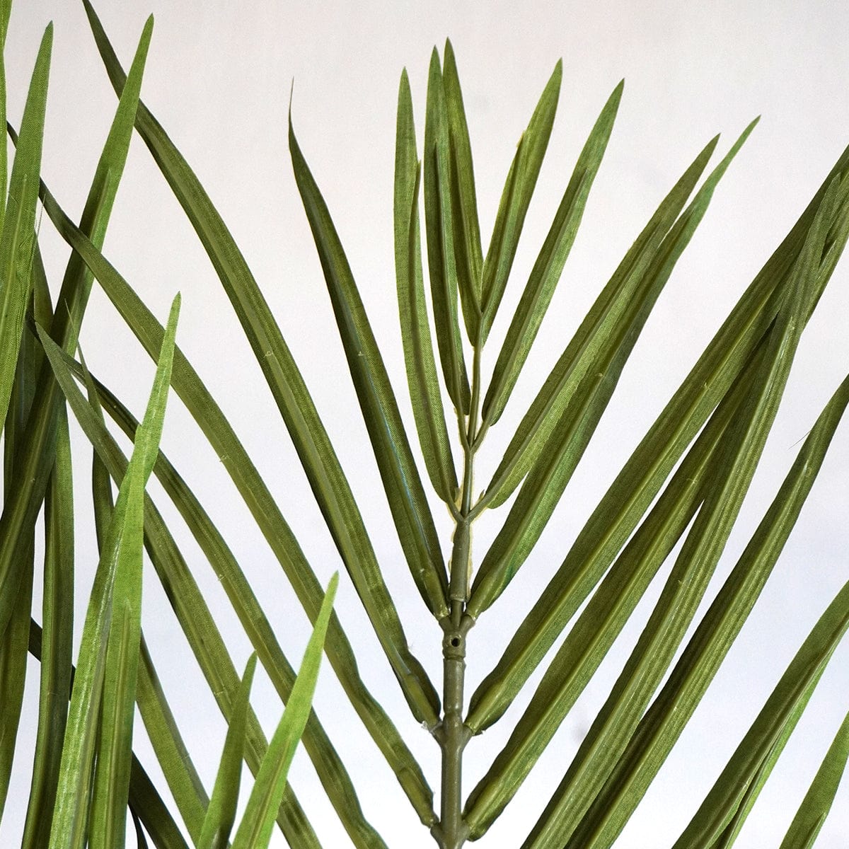Palmera Tropical XL