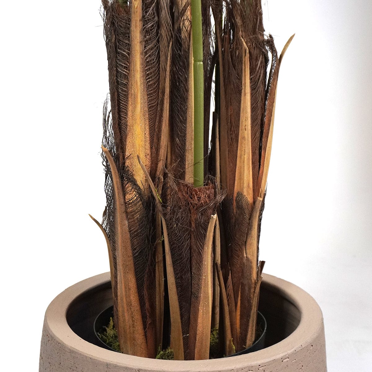 Palmera Tropical XL