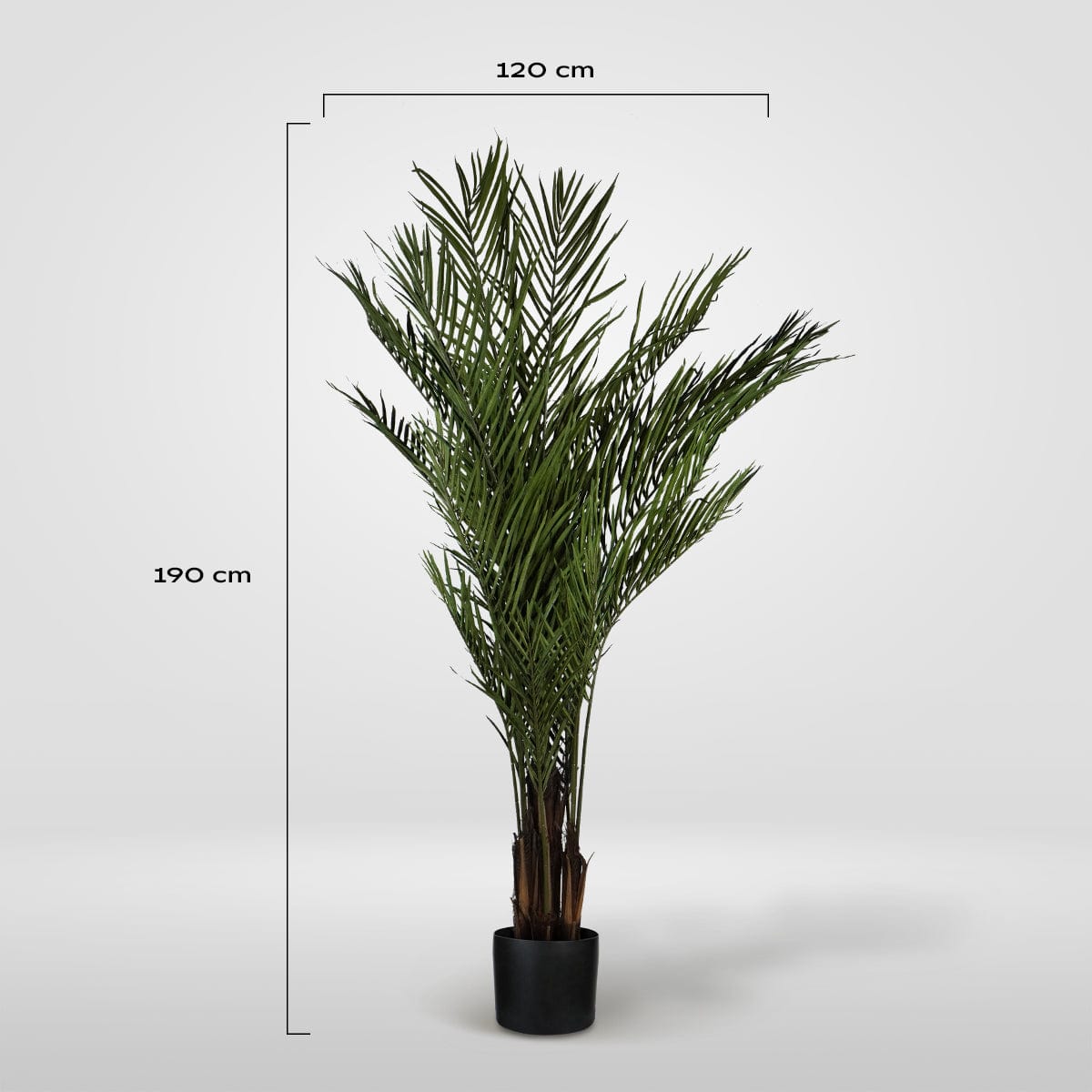 Palmera Tropical XL