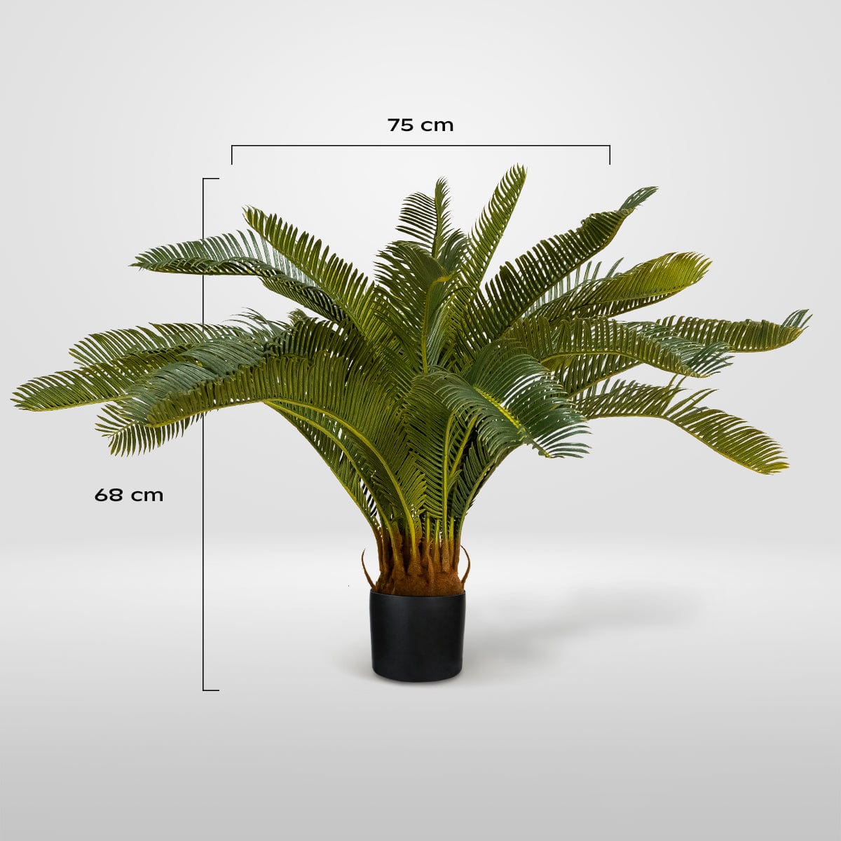 Palmera Cyca
