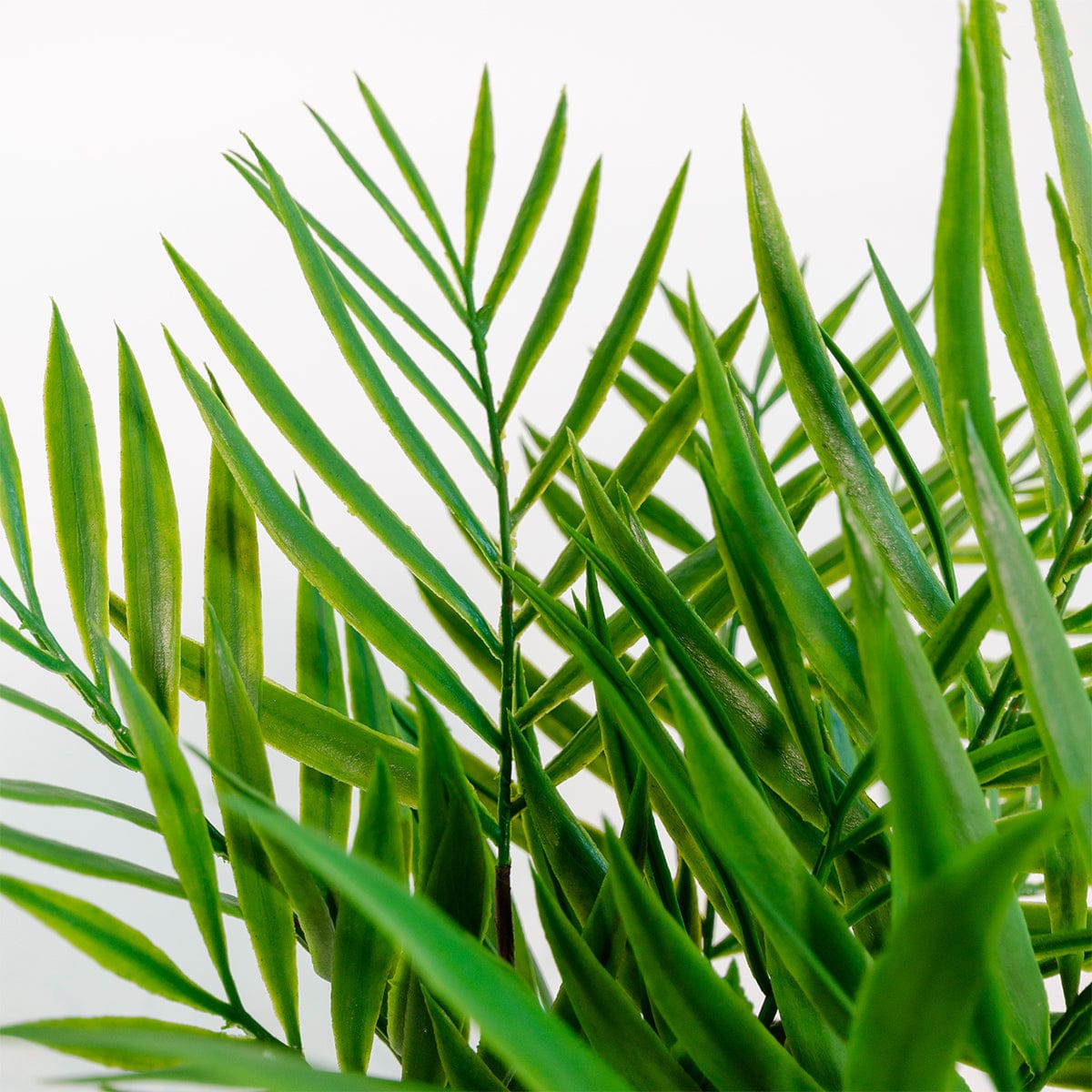 Palm