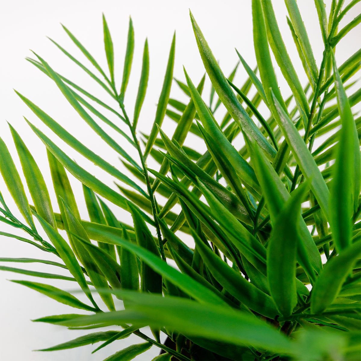 Palm