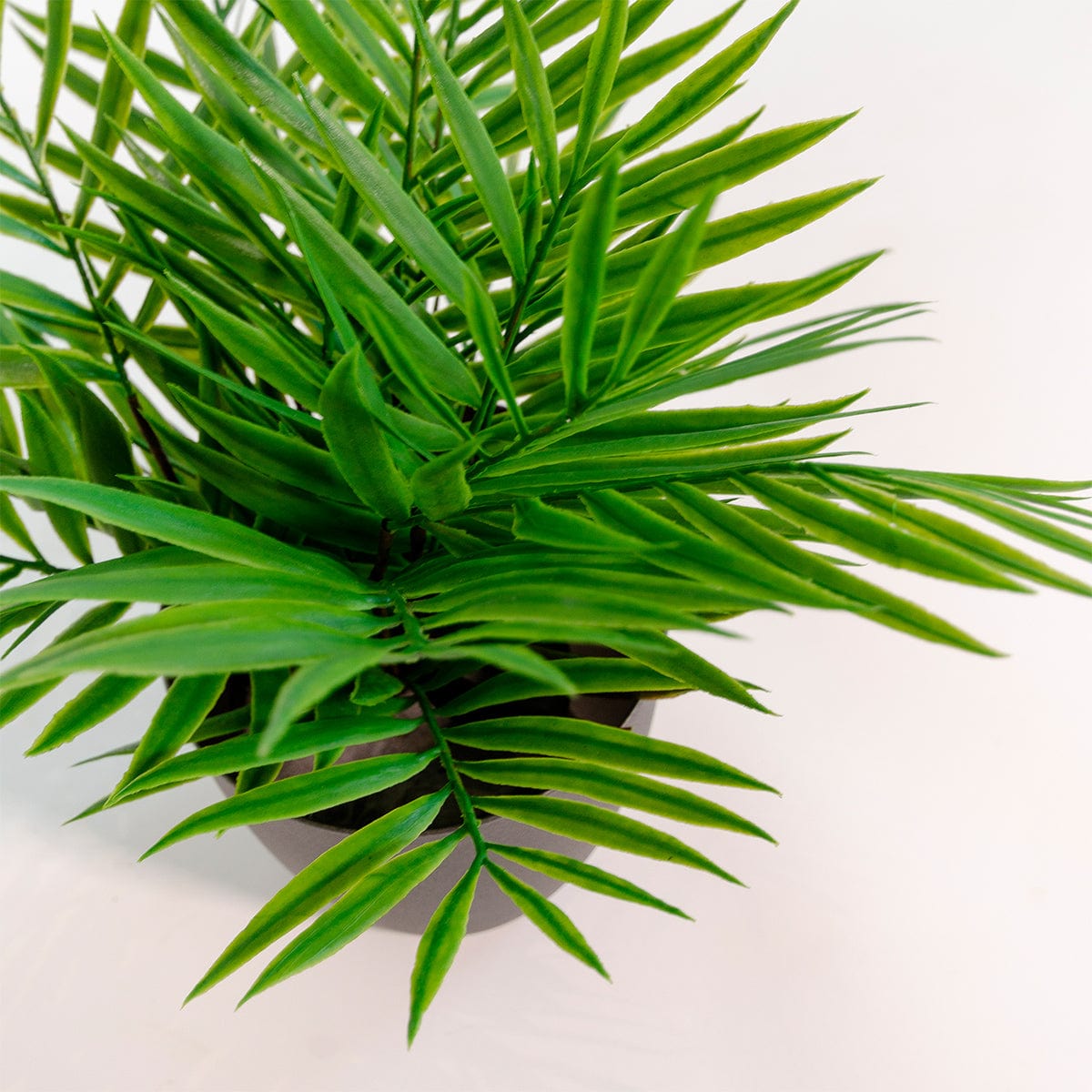 Palm