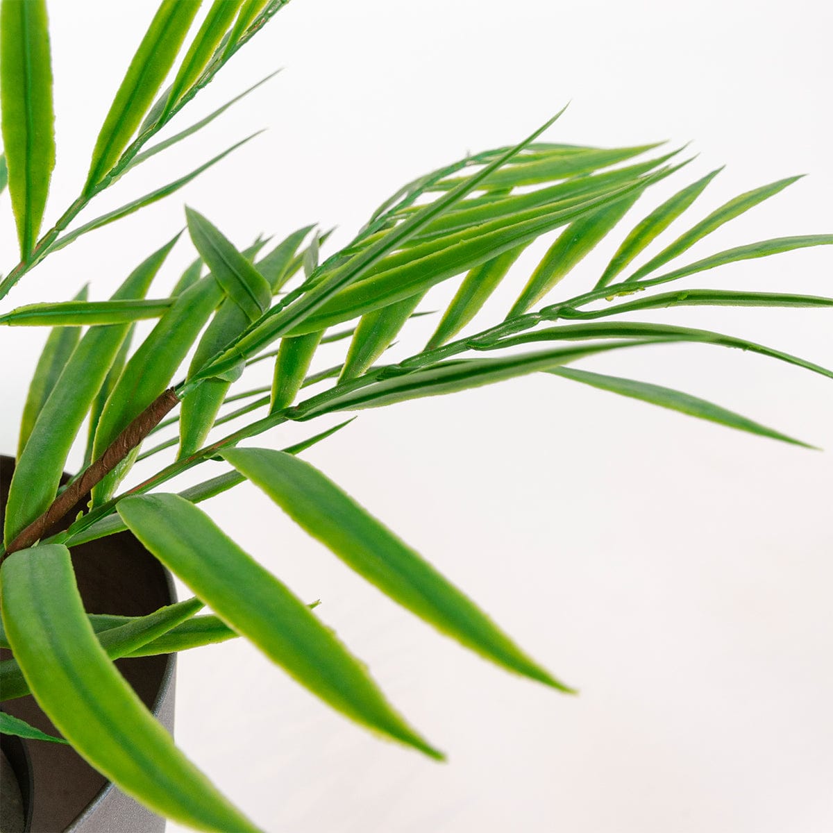 Palm