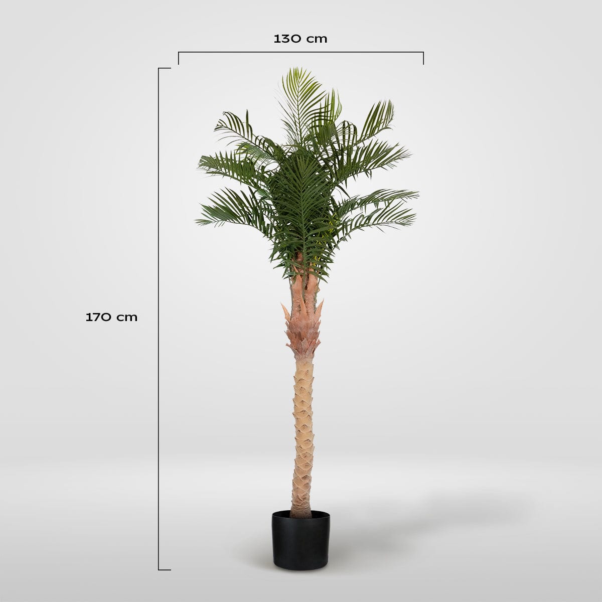 Palmera Phoenix