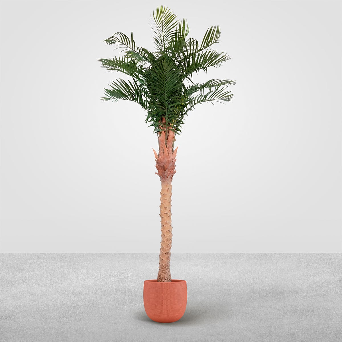 Palmera Phoenix