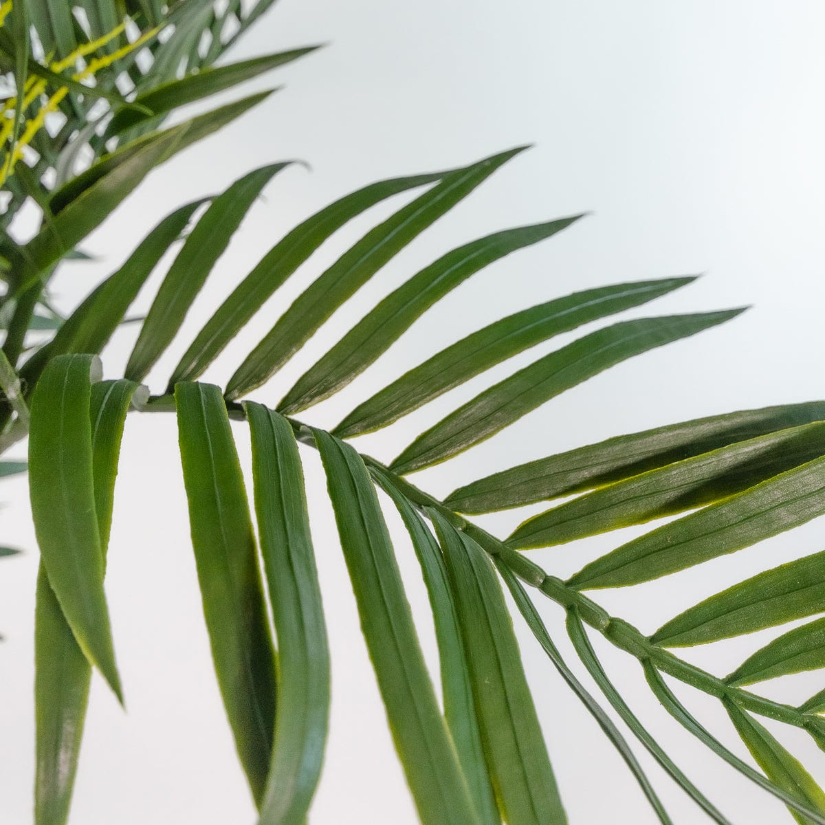 Palmera Phoenix