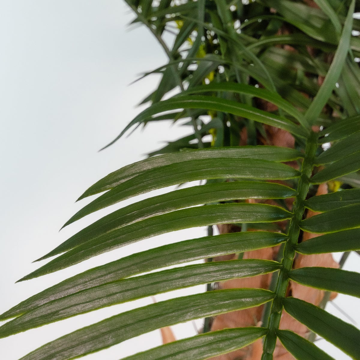 Palmera Phoenix