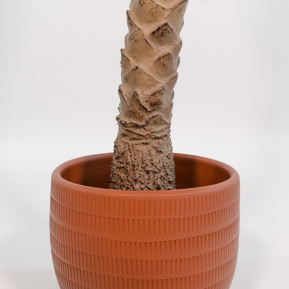 Palmera Phoenix