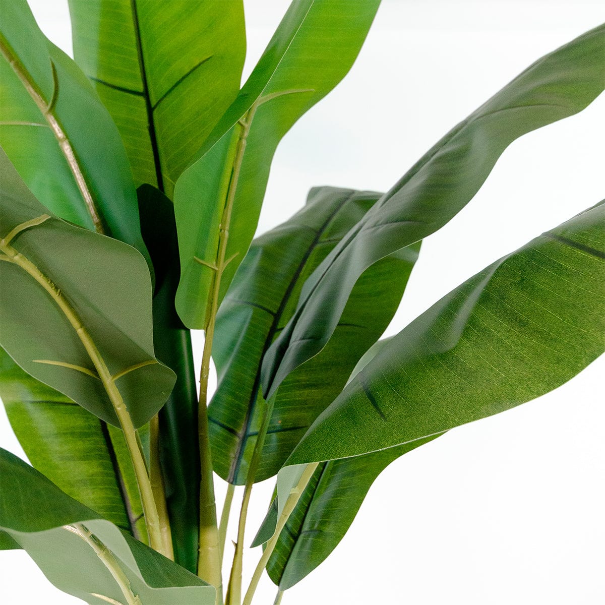 Banana tree