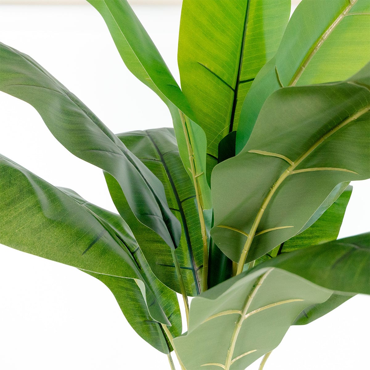 Banana tree