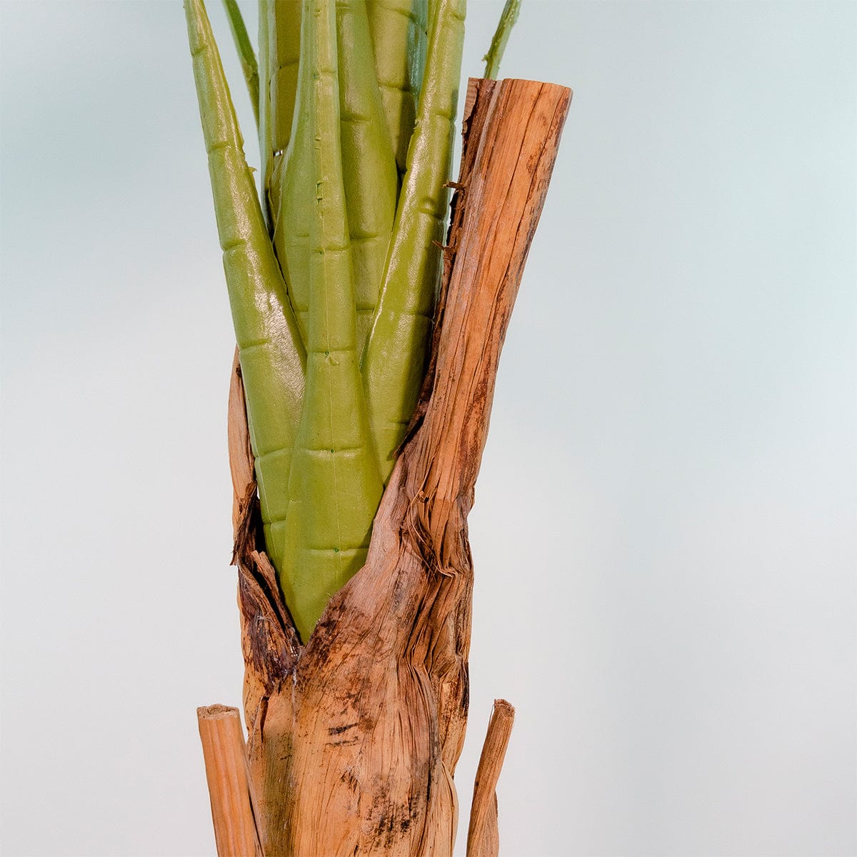 Banana tree