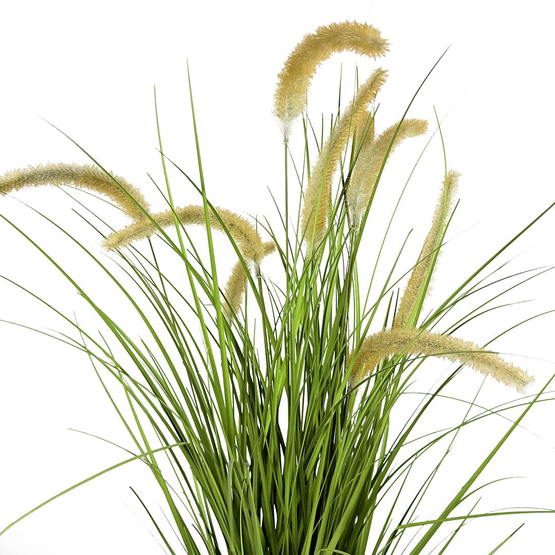 Gramínea Pennisetum