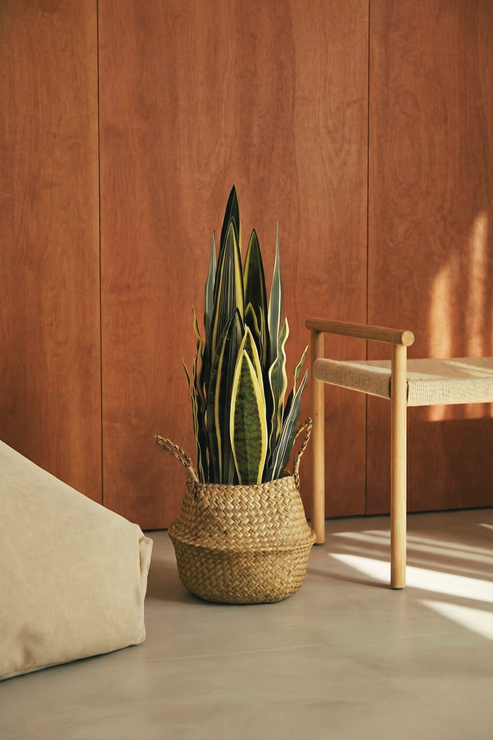 sansevieria precio Sansevieria