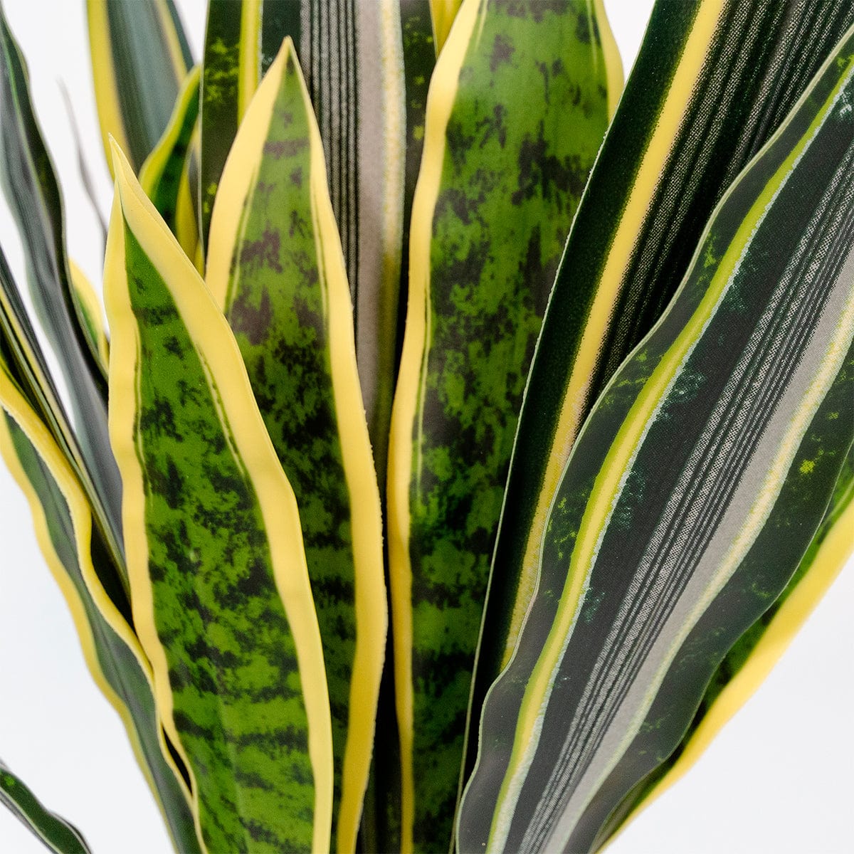 Sansevieria
