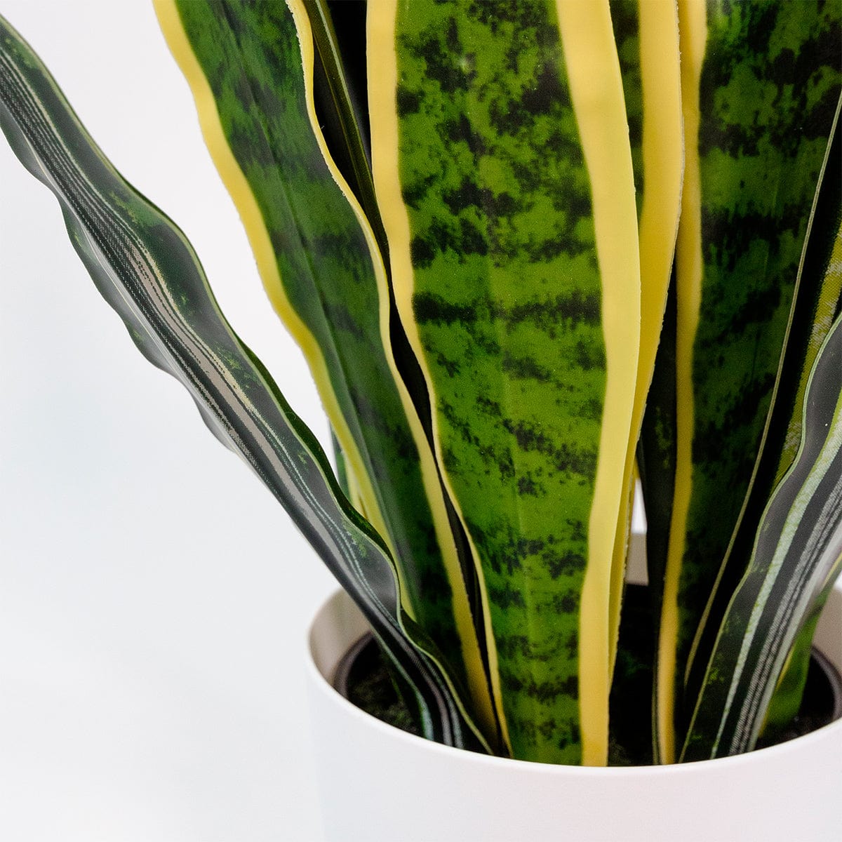 Sansevieria