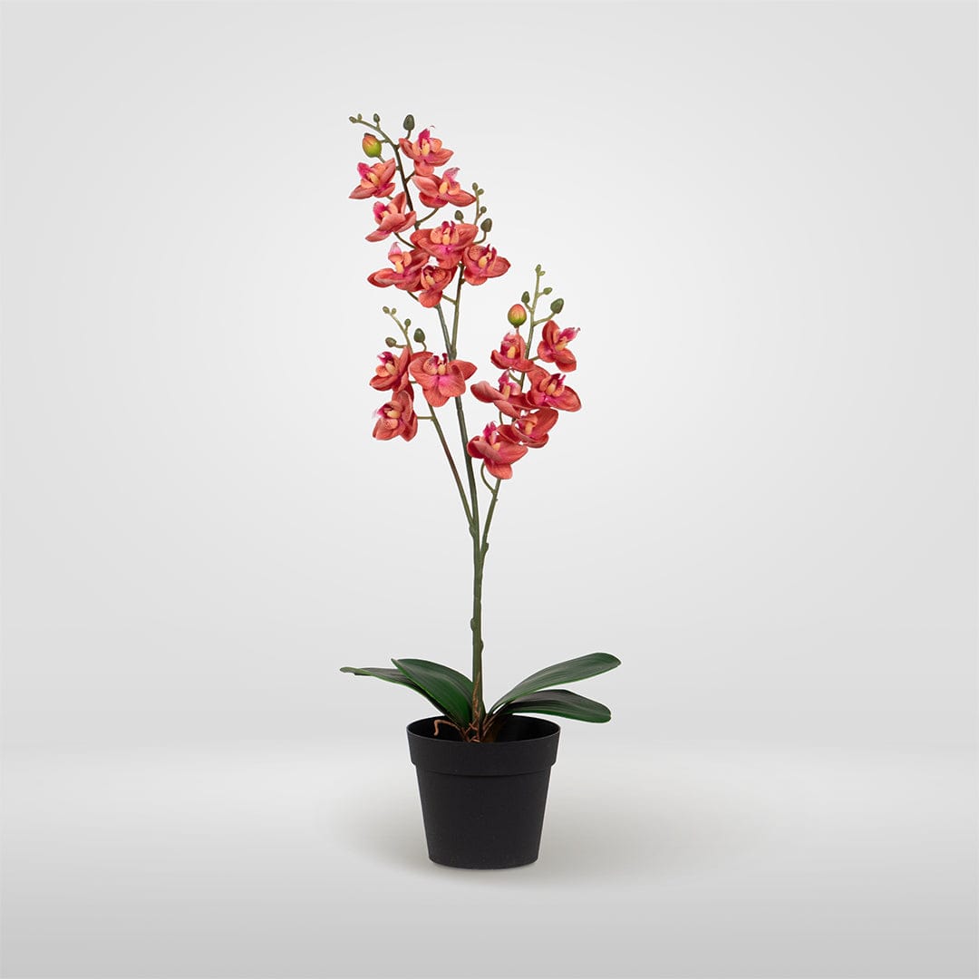 Orquídea Single Rosa