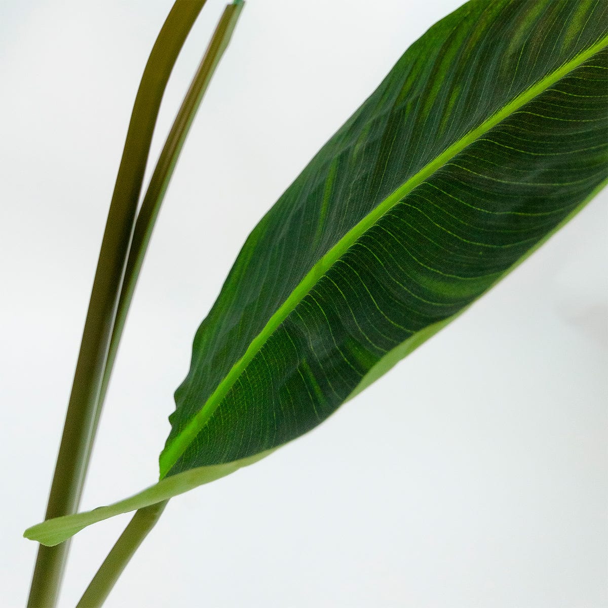 Strelitzia