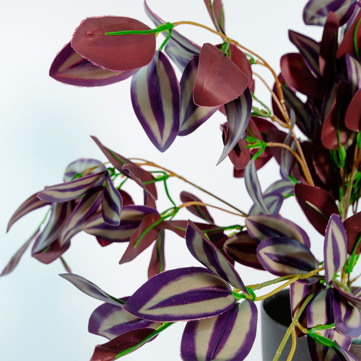 Tradescantia Colgante