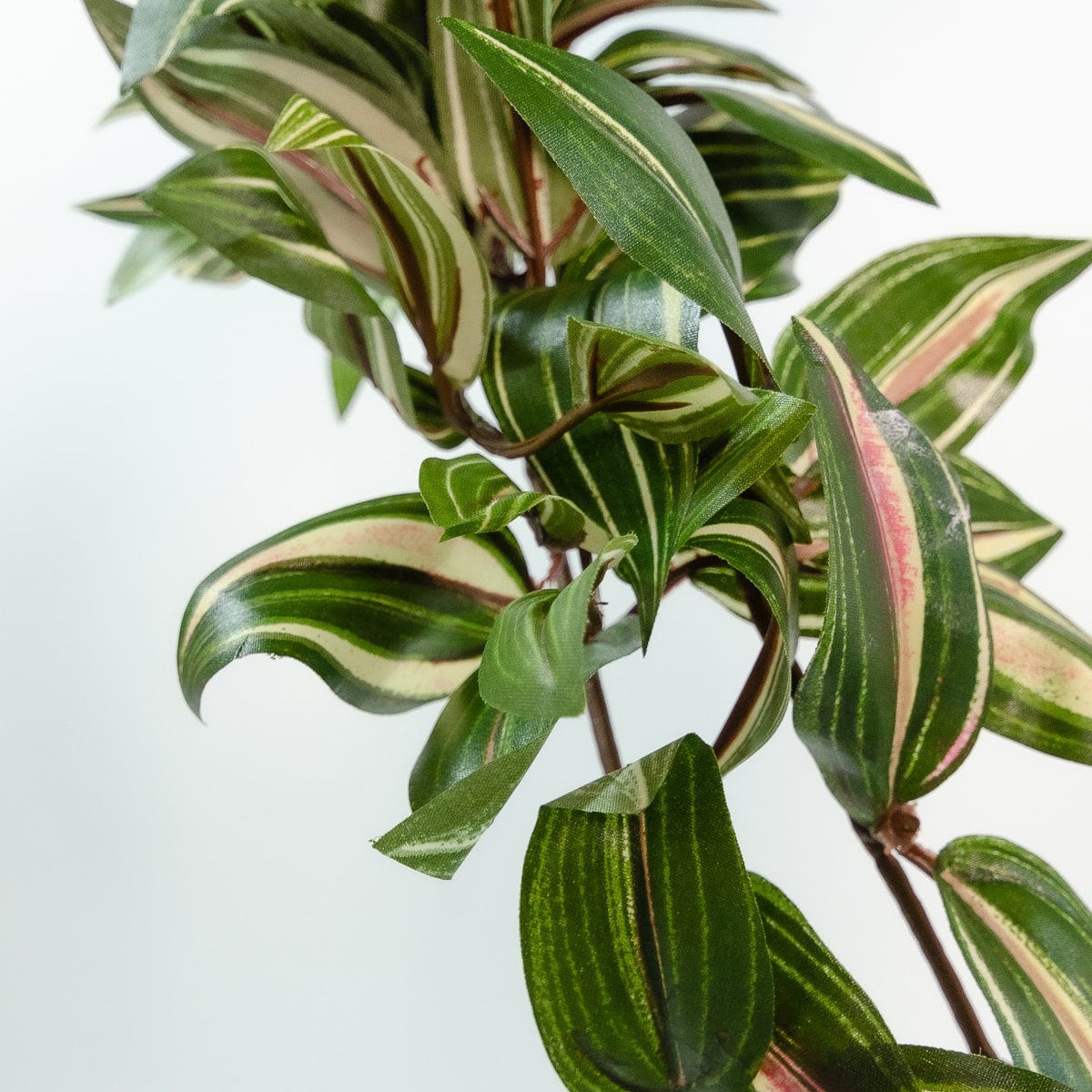 Tradescantia Colgante