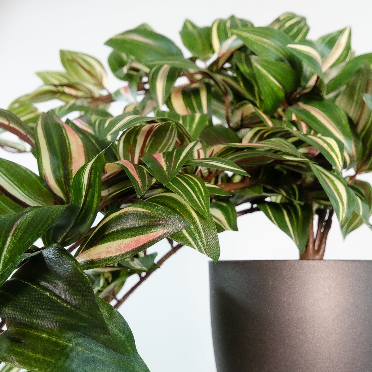 Tradescantia Colgante
