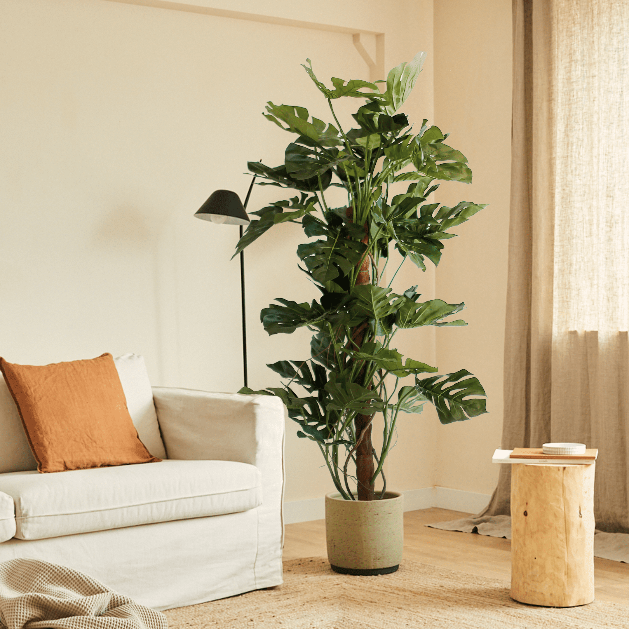 Monstera Tutor Exclusive