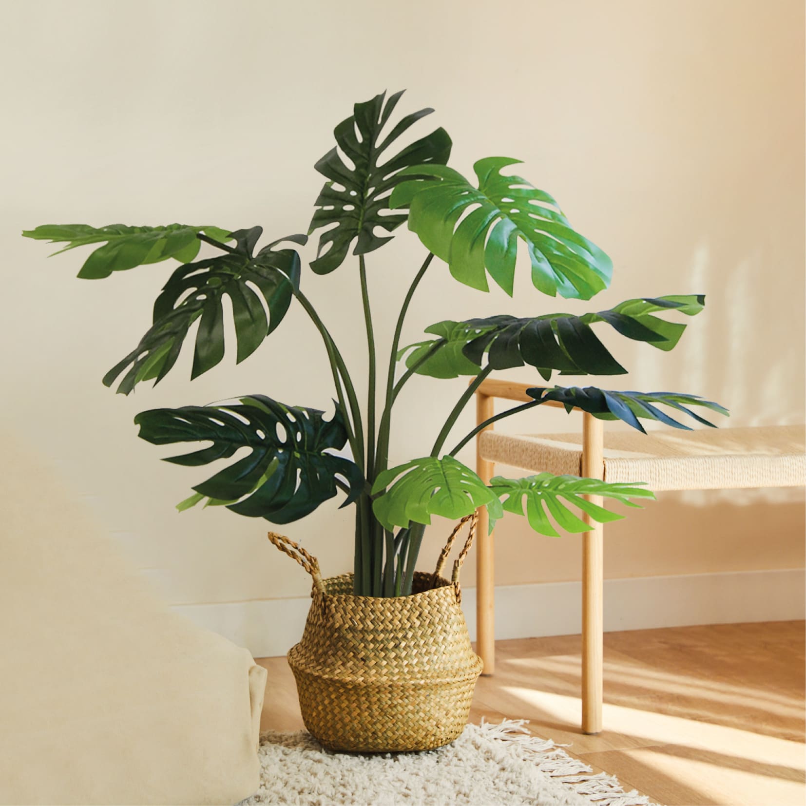 Monstera Exclusive