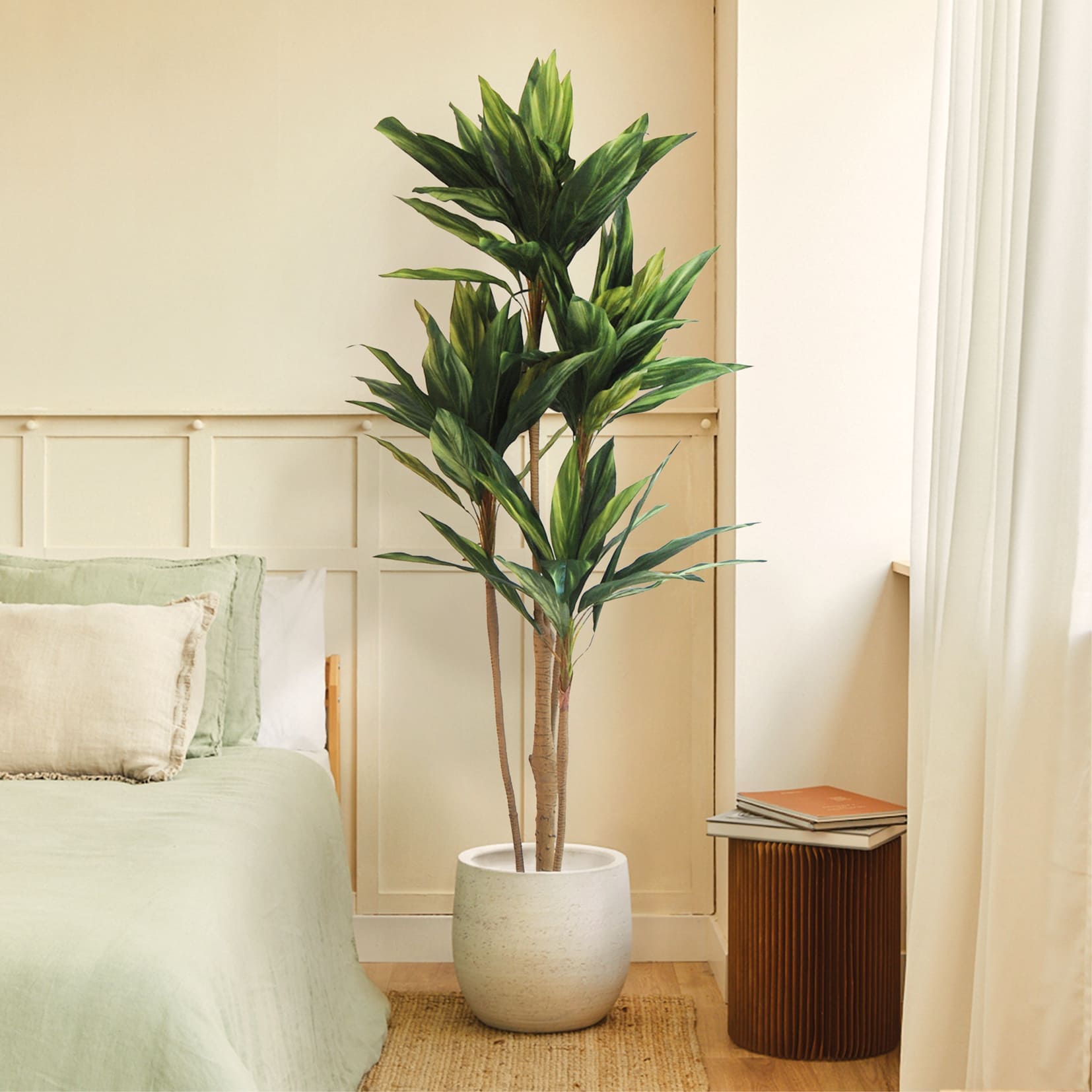Dracena Verde Imperial