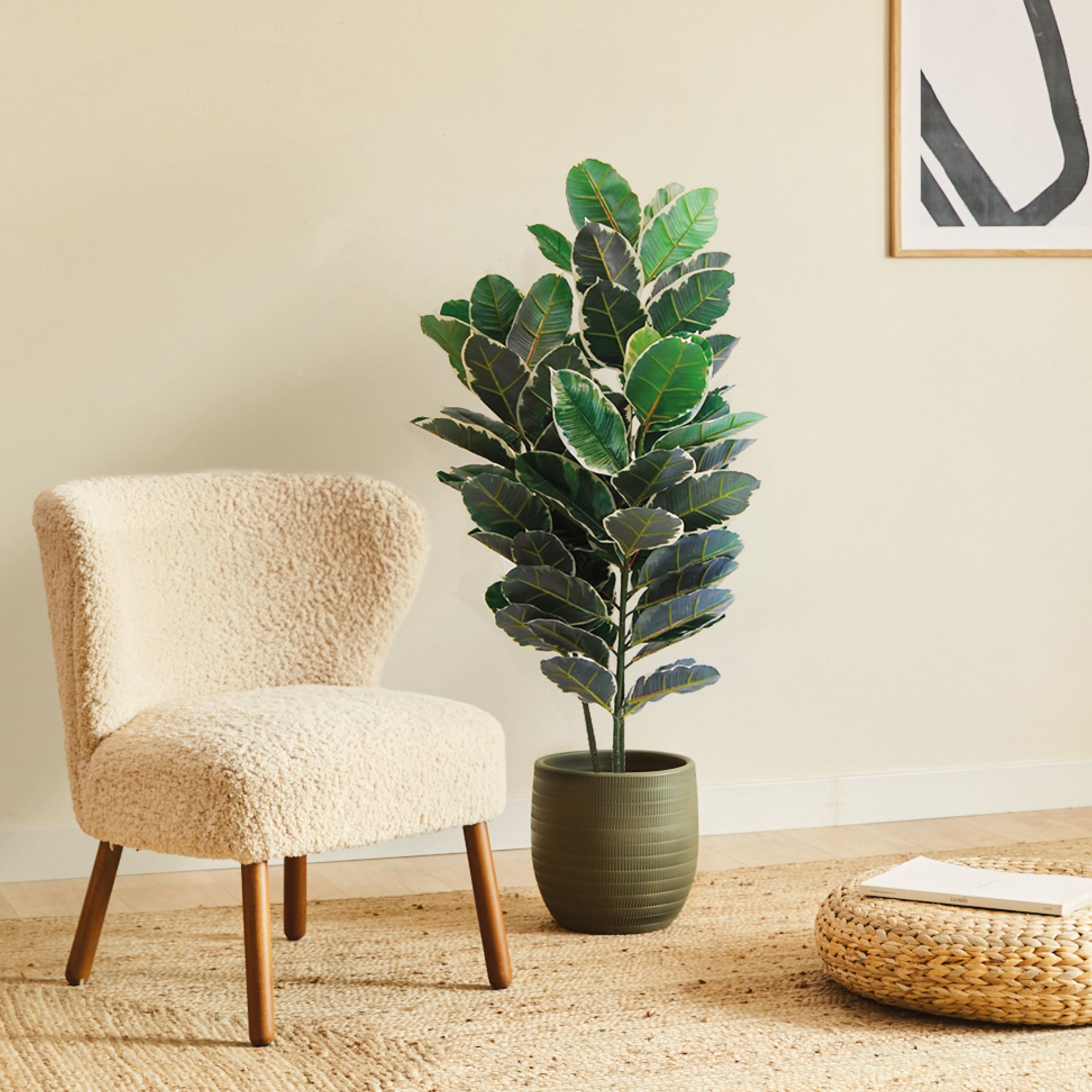 Ficus Elastica