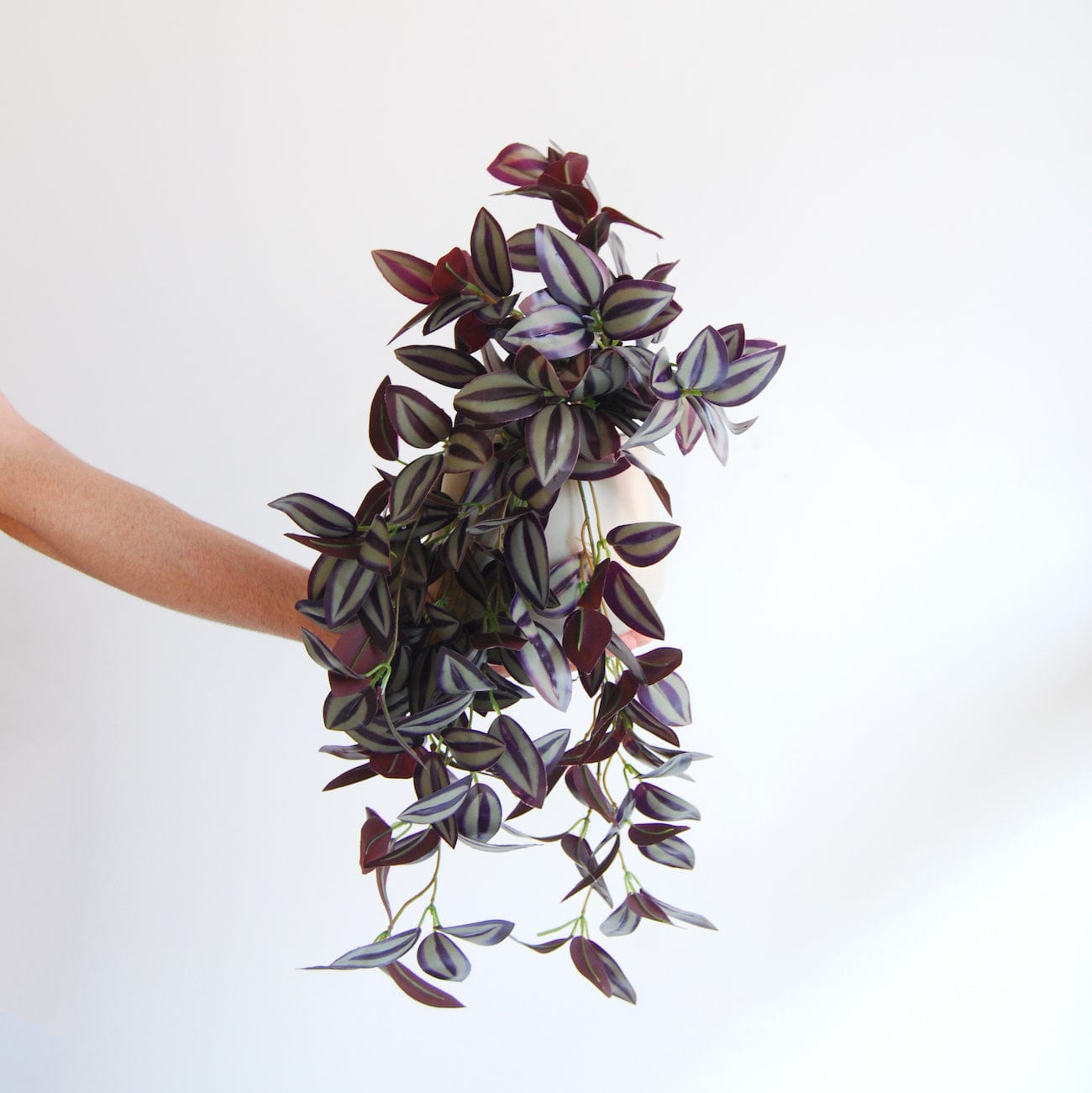 Tradescantia Colgante