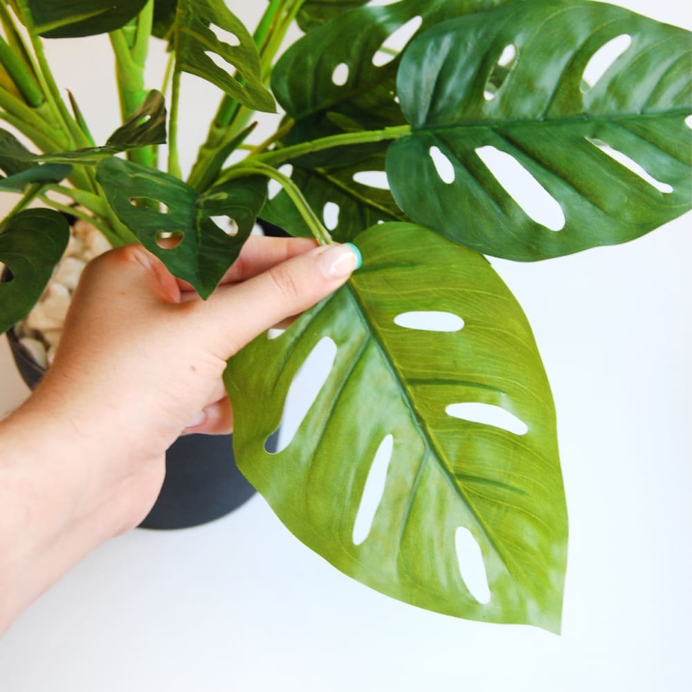 Monstera délicieuse
