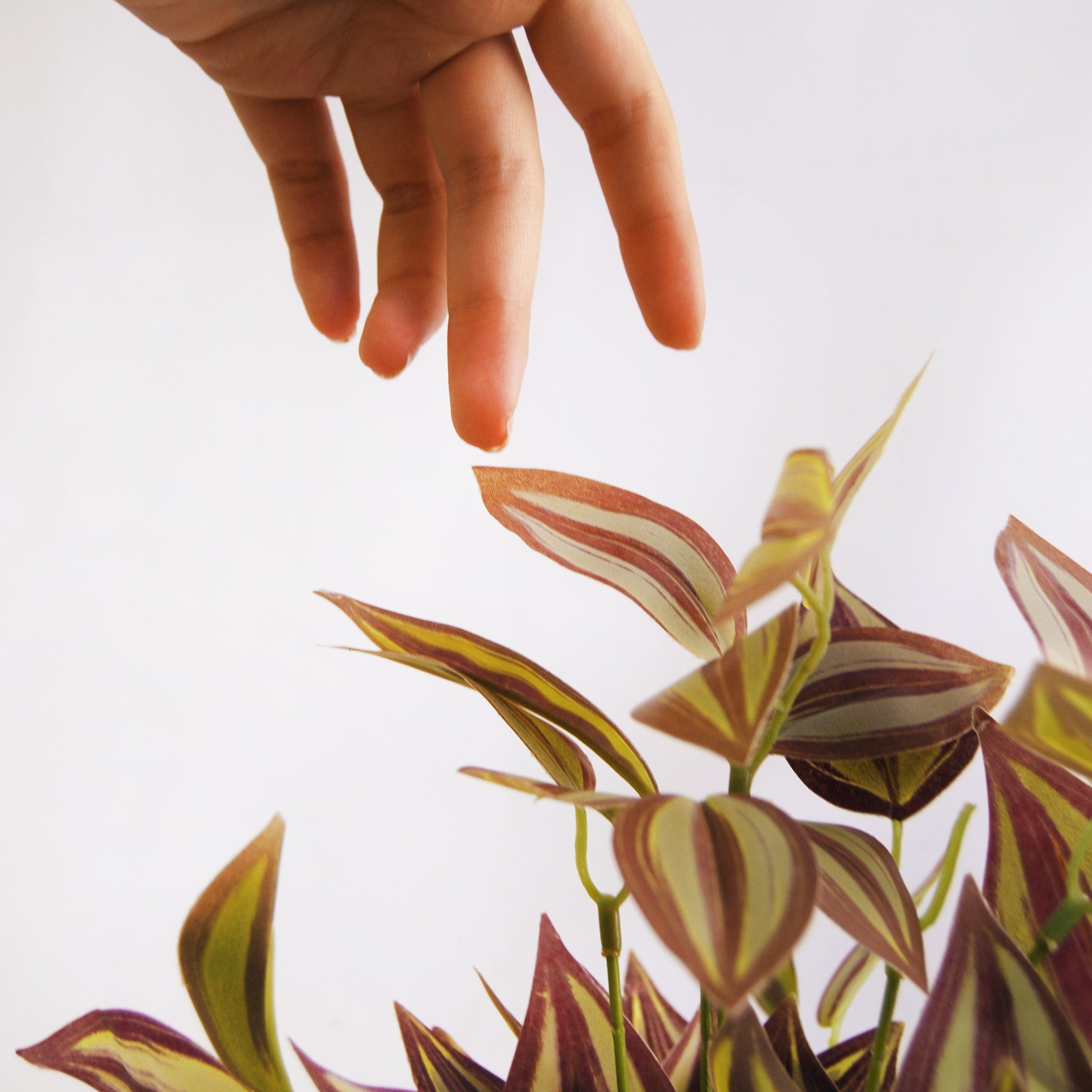 Tradescantia