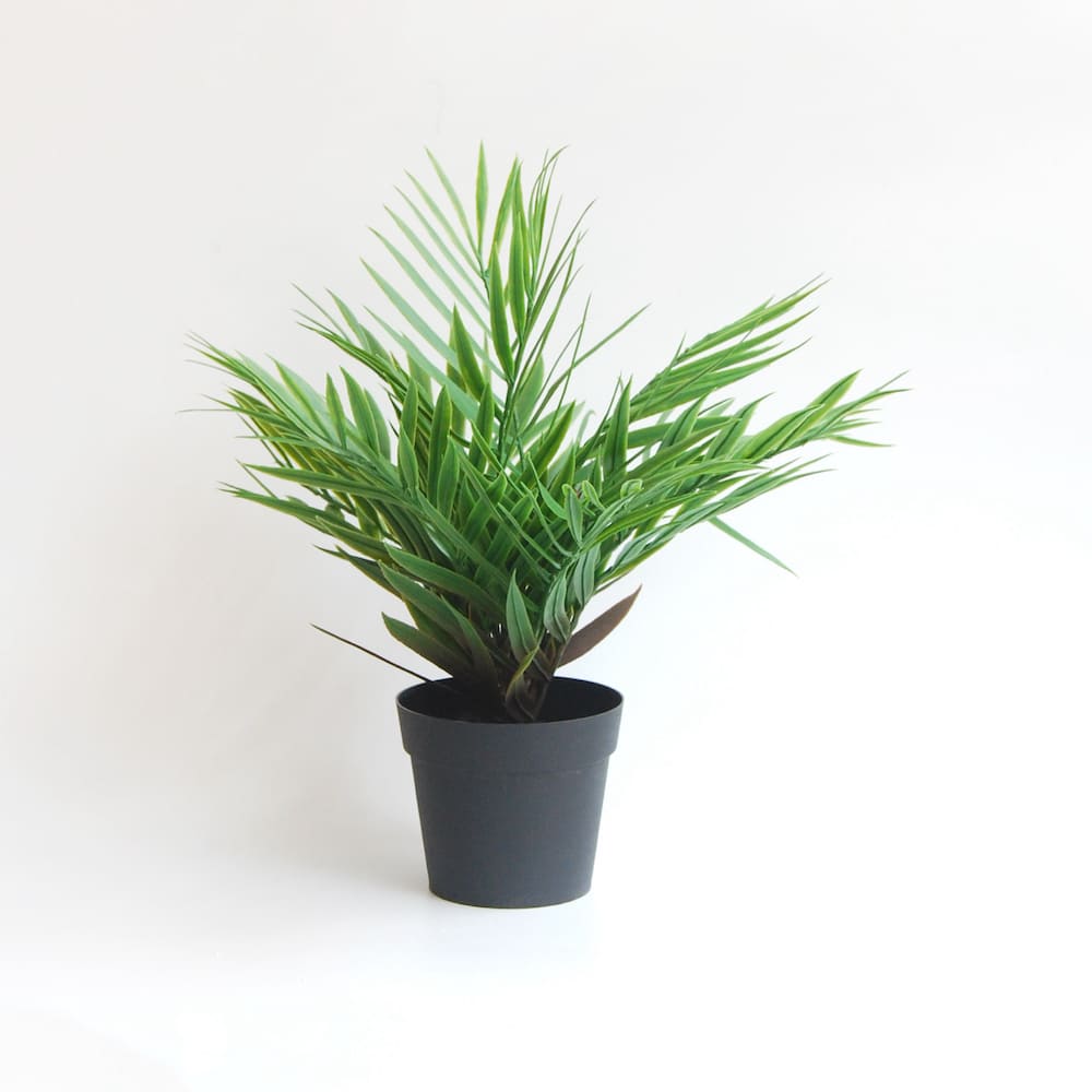 Palmera